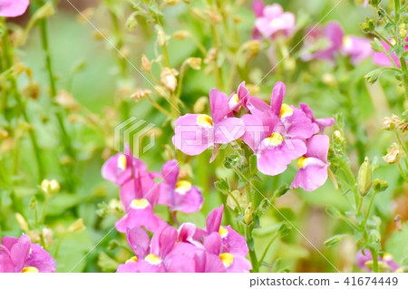 Linaria盛開在三鷹中原 41674449