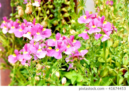 Linaria盛開在三鷹中原 Linaria盛開在三鷹中原 41674453