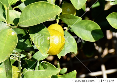 The fruit of a kumquat that becomes Mitaka Nakahara The fruit of a kumquat that becomes Mitaka Nakahara 41674526
