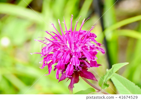 三鷹中原に咲くモルナダ(ベルガモット) 三鷹中原に咲くモルナダ(ベルガモット) 41674529