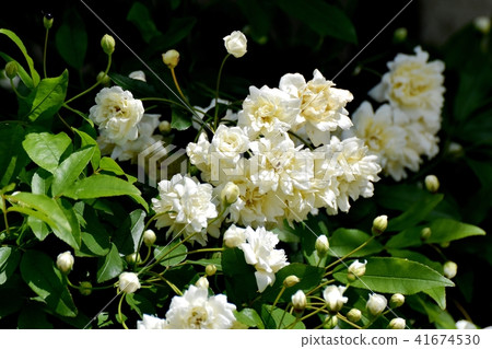 開花在三鷹中原的白色mockybow 開花在三鷹中原的白色mockybow 41674530