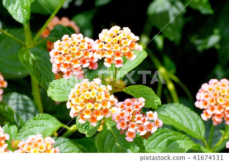 在三鷹中原盛開的馬纓丹 在三鷹中原盛開的馬纓丹 41674531