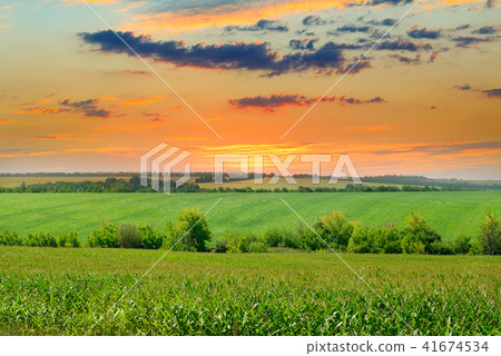 corn field and sunrise on blue sky 41674534