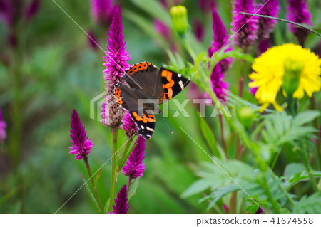 Vertical beech and kaitou 41674558