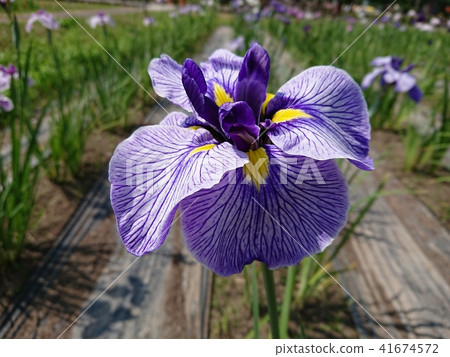 鳶尾花 鳶尾花 41674572