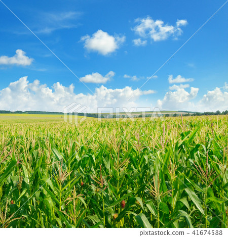 Bright green cornfield and blue sky with clouds. Bright green cornfield and blue sky with clouds. 41674588