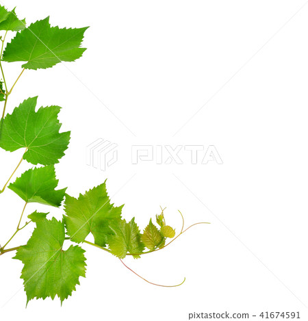 Vine and leaves isolated on white.  41674591