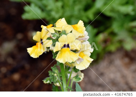 Yellow Linaria blooming in Mitaka Nakahara 41674765