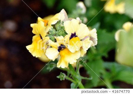 Yellow Linaria blooming in Mitaka Nakahara 41674770