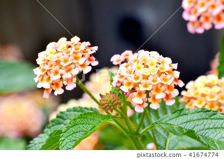 在三鷹中原盛開的馬纓丹 41674774