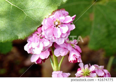 開花在三鷹中原的桃紅色股票 41674775