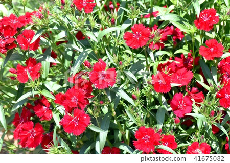 America Nadesico blooming in Mitaka Nakahara (Vienna Nadesico) America Nadesico blooming in Mitaka Nakahara (Vienna Nadesico) 41675082