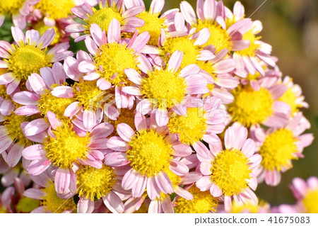 Pink spray glowing in Mitaka Nakahara 41675083