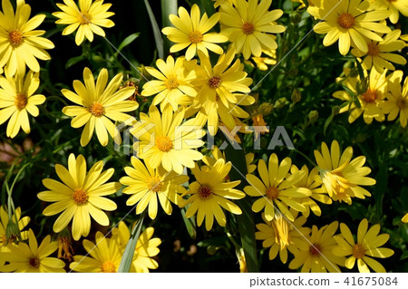 Choledopsis盛開在三鷹中原 41675084