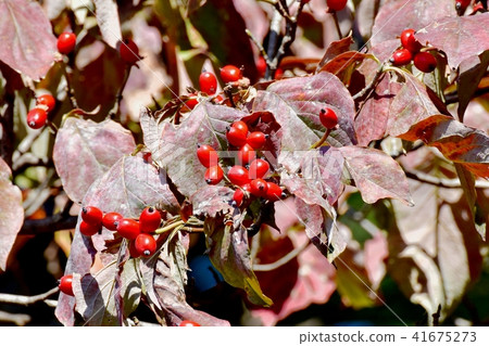 Fruit of dogwood that will become Mitaka Nakahara Fruit of dogwood that will become Mitaka Nakahara 41675273