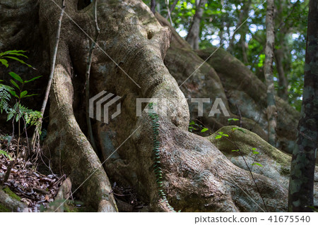 Kimagori original forest Kimagori original forest 41675540