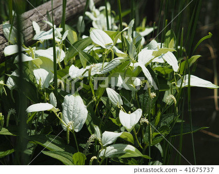 Half-summer student 41675737