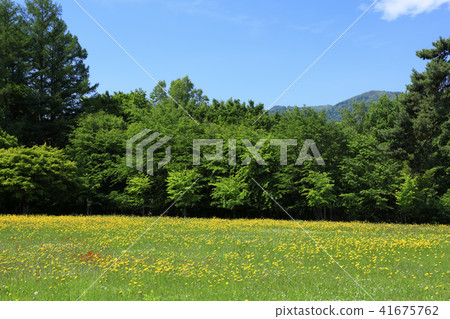 富良野市北海道草原和森林 41675762
