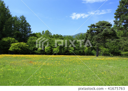 富良野市北海道草原和森林 41675763