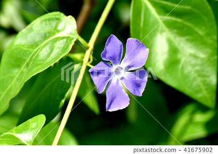 開花在三鷹中原的櫻桃樹 41675902