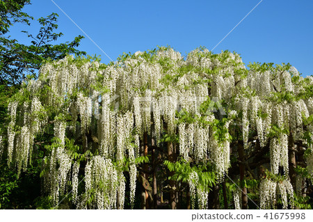 Fuji Festival 41675998