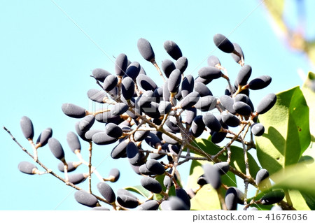 A fruit of a mouse, which becomes Mitaka Nakahara A fruit of a mouse, which becomes Mitaka Nakahara 41676036