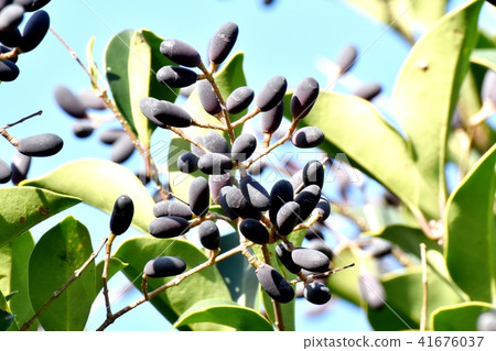 小鼠的果實，成為三鷹中原 41676037