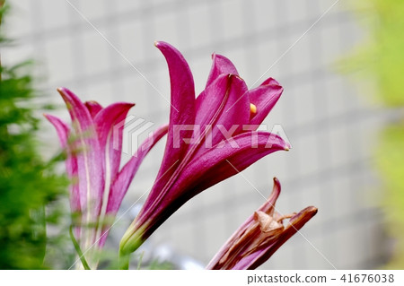 盛開在三鷹中原的Sankashi百合 盛開在三鷹中原的Sankashi百合 41676038