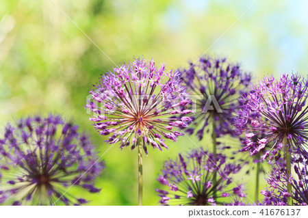 purple allium flowers growing in the garden purple allium flowers growing in the garden 41676137