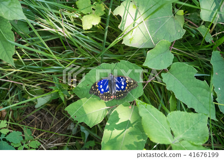 Oomurasaki男性Oomurasaki中心 41676199