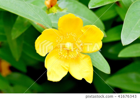 Quintessence of blooming in Mitaka Nakahara 41676343