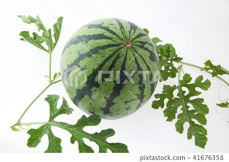 西瓜夏天 西瓜夏天 41676358