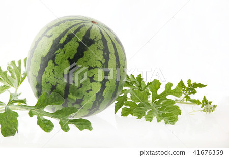 西瓜夏天 西瓜夏天 41676359