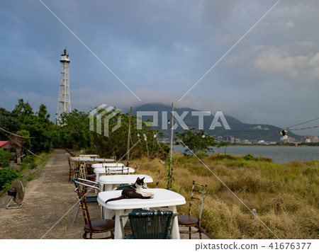 cat on outdoor dining table 41676377