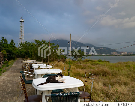 cat on outdoor dining table 41676379