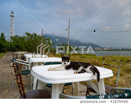 cat on outdoor dining table cat on outdoor dining table 41676400