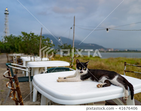cat on outdoor dining table cat on outdoor dining table 41676406