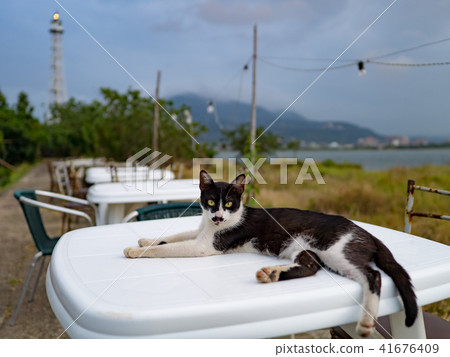 戶外餐桌上的貓 41676409