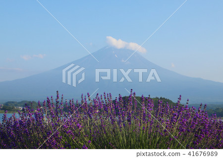 富士和薰衣草田大石公園 富士和薰衣草田大石公園 41676989