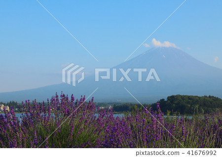富士和薰衣草田大石公園 富士和薰衣草田大石公園 41676992