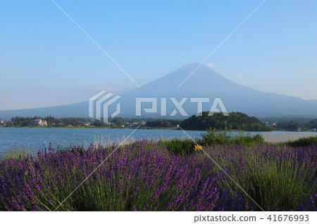 富士和薰衣草田大石公園 富士和薰衣草田大石公園 41676993