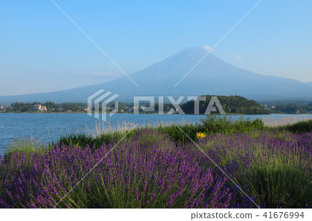 富士和薰衣草田大石公園 富士和薰衣草田大石公園 41676994