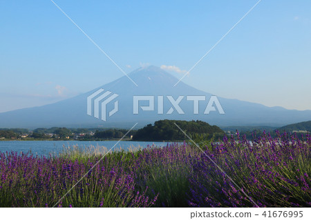富士和薰衣草田大石公園 富士和薰衣草田大石公園 41676995