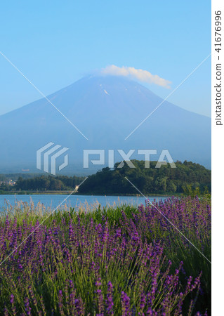 富士和薰衣草田大石公園 41676996