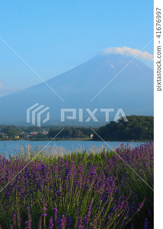 富士和薰衣草田大石公園 富士和薰衣草田大石公園 41676997