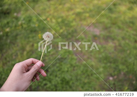 蒲公英孢子 蒲公英孢子 41677219