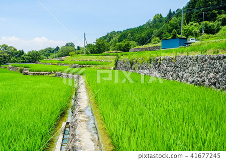 田園風光（七月） 41677245