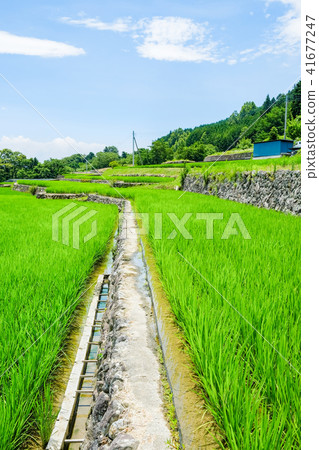 田園風光（七月） 41677247