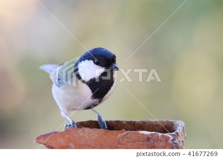 Great tit close-up wild bird Great tit close-up wild bird 41677269