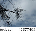 The leaves of the pine trees in the rain without s 41677403